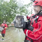 An HSUS rescue team manages to find two cats (AP Images for HSUS)